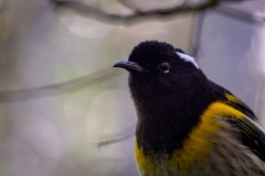 Hihi Portrait