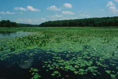 Black Moshannon Pads