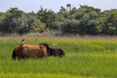 Wild horse taxi